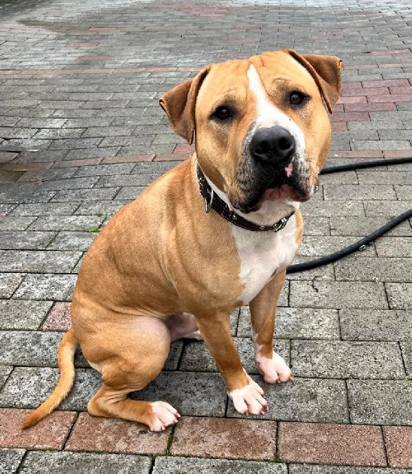 PABLO PIT BULL Foto 5